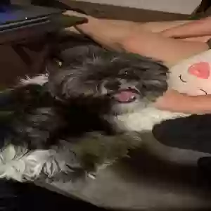 lost male dog harlow