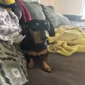 lost male dog charlos