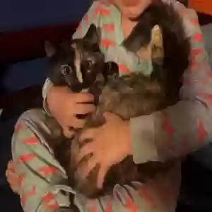 lost female cat luna