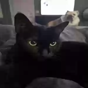 lost male cat tucker