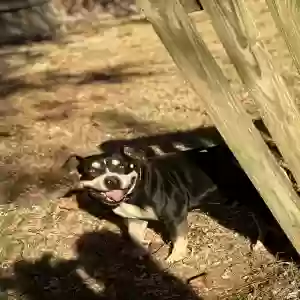 lost male dog prodigy