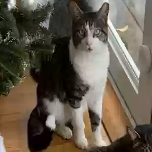 lost male cat picasso