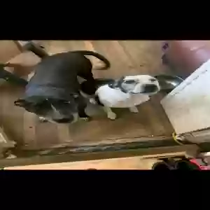 lost female dog girl