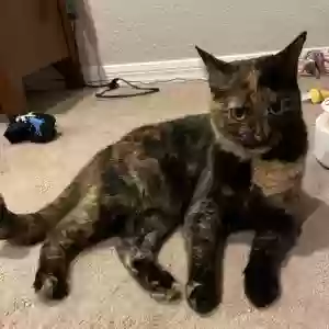 lost female cat kali