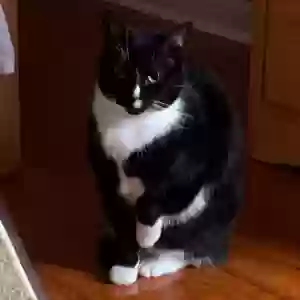 lost female cat virgilia
