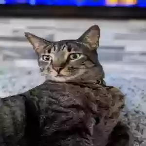 lost male cat tiger