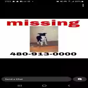 lost female dog maxine