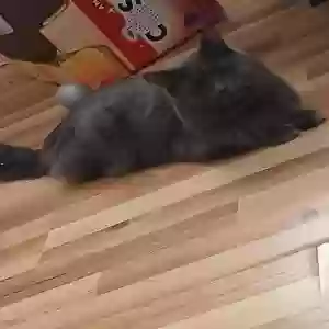 lost male cat joe