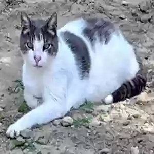 lost male cat panthro