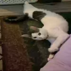lost female cat mr butt