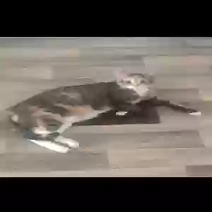 lost female cat ciri