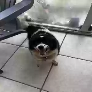 lost male dog oreo