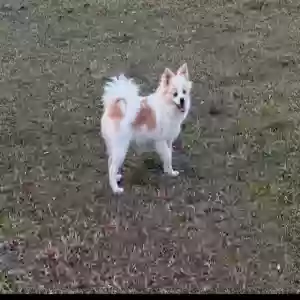 lost female dog luna