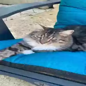 lost female cat bootsie