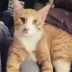 lost male cat carl