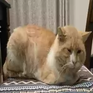 lost male cat curious
