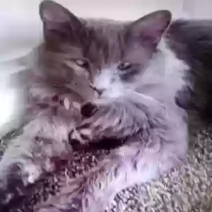 lost male cat jackson