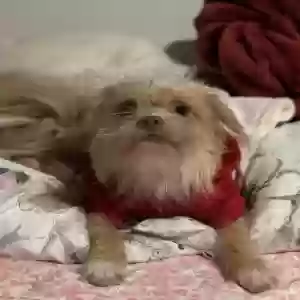 lost male dog chirow