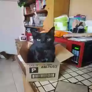 lost female cat arya