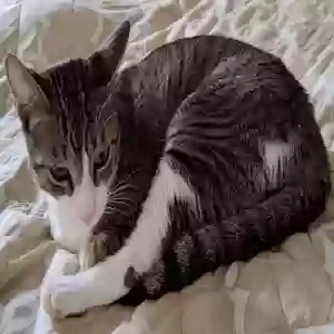 lost male cat laudy
