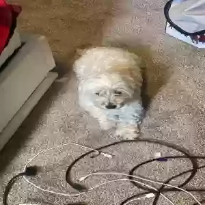 lost female dog muse