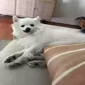 lost male dog oliver