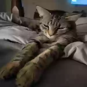 lost female cat libby