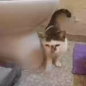 found unknown cat unknown