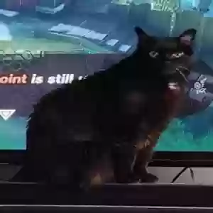 lost female cat binx
