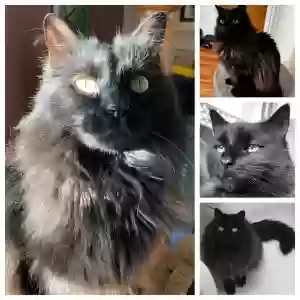 lost male cat binx