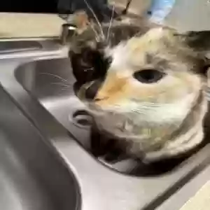 lost female cat elsa