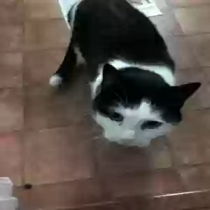found female cat unknown