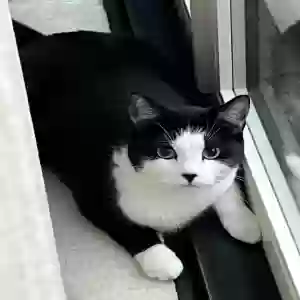 lost female cat reo