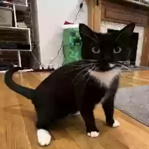 lost female cat shoesock