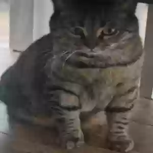 lost female cat sally / sacha