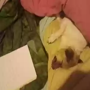 lost female dog matilda
