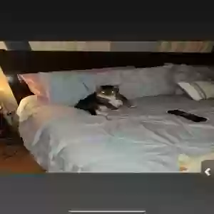 lost female cat tiger