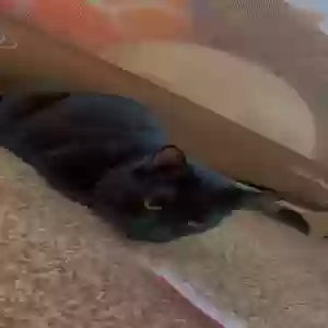 lost male cat grim