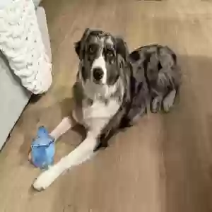 lost female dog cora