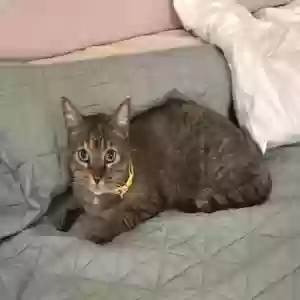lost female cat arya