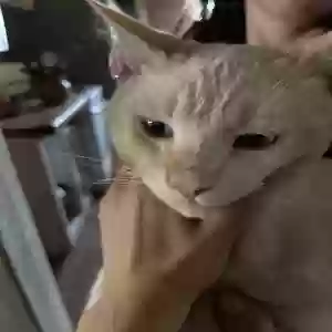 lost male cat unknown