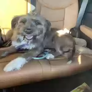lost female dog millie