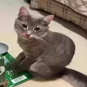 lost male cat shadow