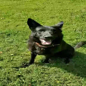 lost female dog nita