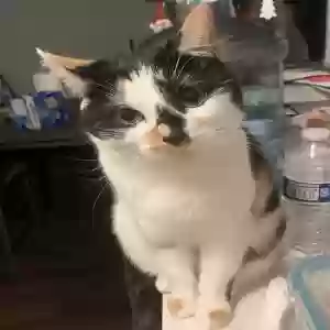 lost female cat bella