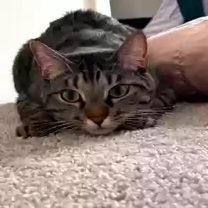 lost male cat batman