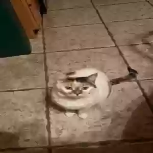 lost female cat patty