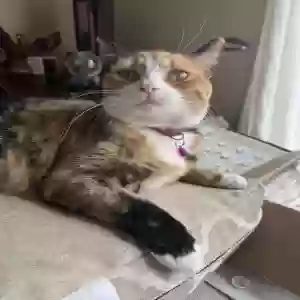 lost female cat winnie
