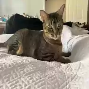 lost male cat phillip (coco)