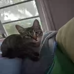 lost male cat unknown